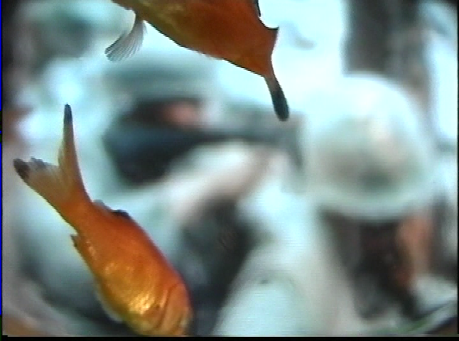 Swim - (Local Art Film by Rick Magnuson)